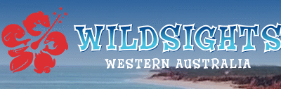 wildsights